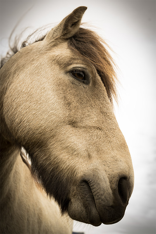 Side profile of an Icelandic horse showing the detailed fur texture of its coat and mane, featuring a prominent amber eye, isolated against a bright high-key white sky.