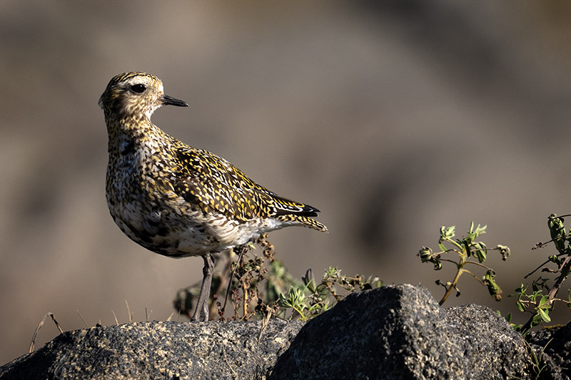 A small shorebird, a European Golden Plover, with beautifully speckled gold and black plumage stands alert on a dark rock against a blurred, neutral background.