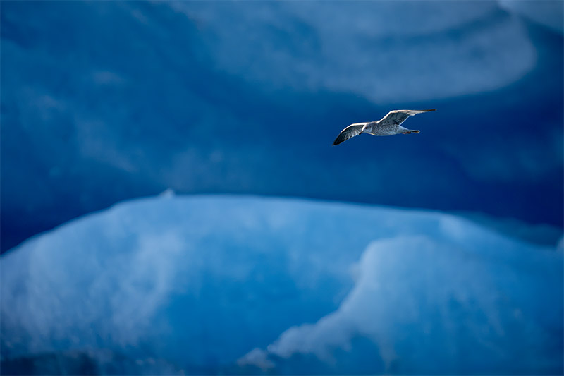A white gull flying past the massive, layered walls of a blue glacial ice cave.