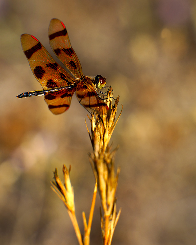 Timeprints Nature Photography