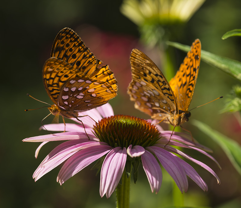 Timeprints Nature Photography