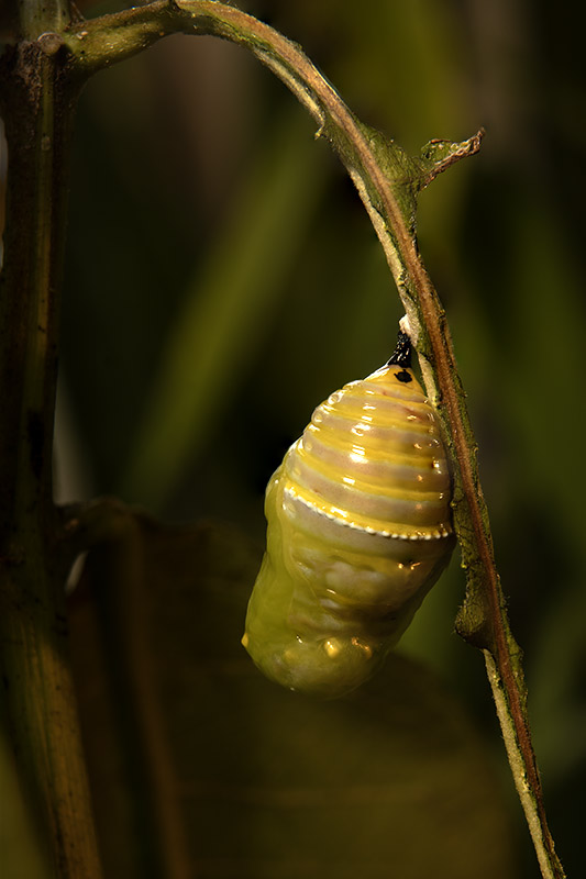 A close-up of a soft, newly formed monarch butterfly chrysalis hanging from a stem. The pupa is just thirty minutes old, appearing wet and pliable with prominent horizontal rings across its translucent yellow-green body.