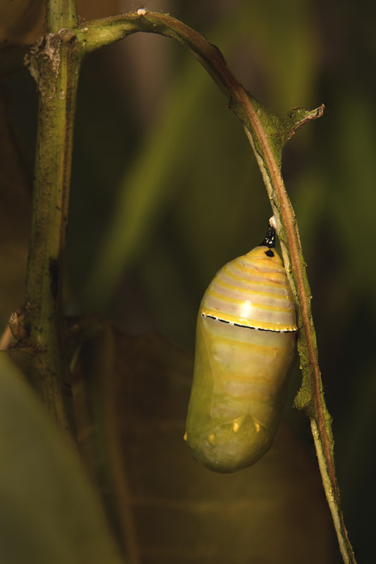 A close-up of a vibrant, glossy jade-green monarch butterfly chrysalis hanging from a stem. The freshly formed pupa features a distinct gold-rimmed band across its upper segment.