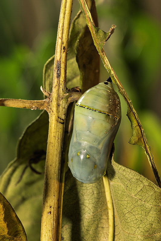 A close-up of a monarch butterfly chrysalis hanging from a stem. The casing has turned translucent, revealing the distinct orange and black wing patterns of the fully formed butterfly inside just a day before emergence.