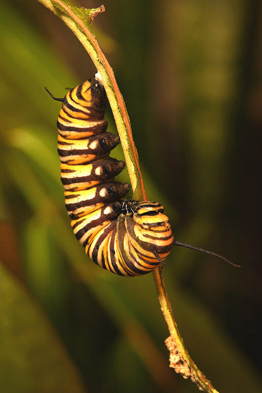 A close-up of a striped monarch caterpillar hanging upside down in a distinct 