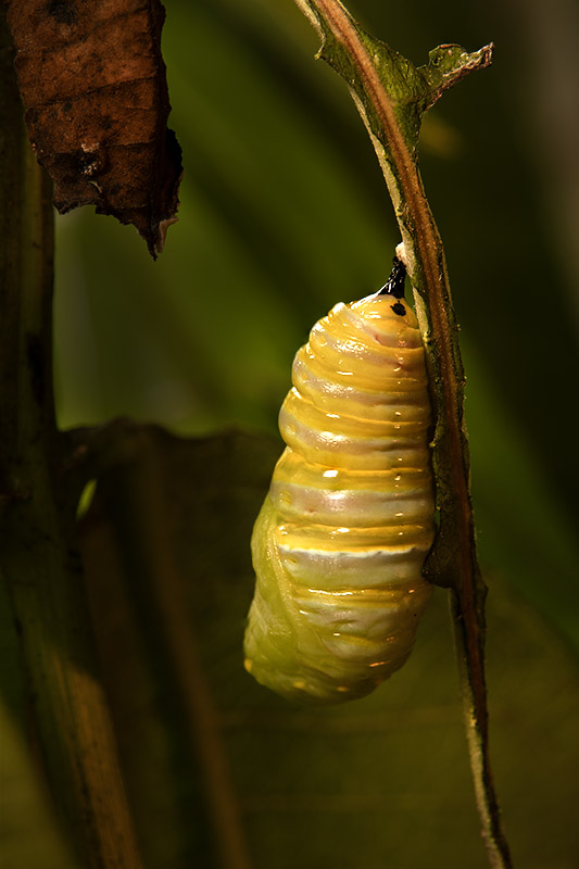 A macro shot of a newly formed monarch butterfly chrysalis hanging from a plant stem, only a few minutes old. The elongated body appears wet and highly textured, with deep, glossy yellow and translucent rings before it compresses into its final shape.