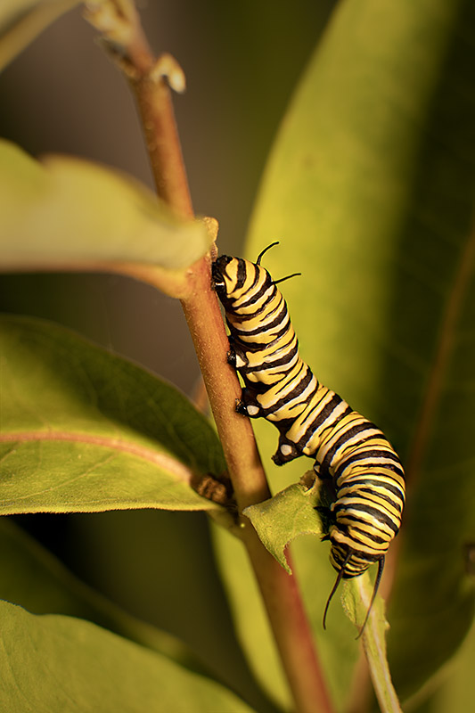 A close-up of a striped yellow, black, and white monarch caterpillar climbing up a brown plant stem surrounded by bright green milkweed leaves.