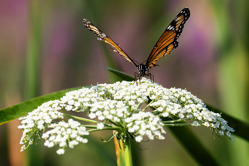 Timeprints Nature Photography