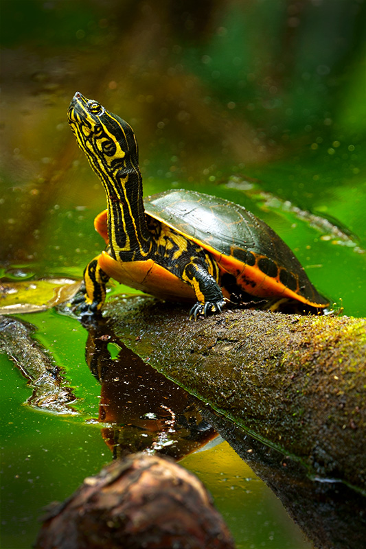 Timeprints Nature Photography