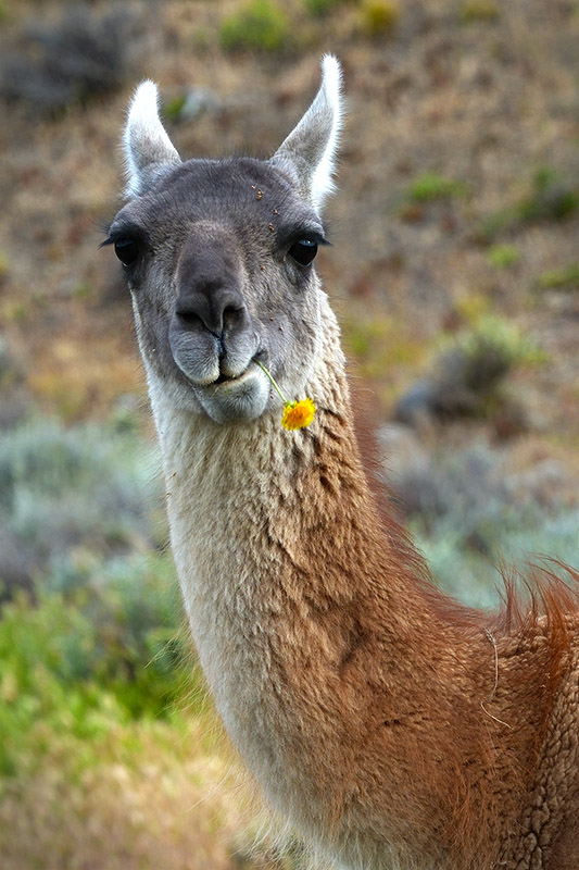 Guanaco chewing grass with a comical expression, Patagonian wildlife.