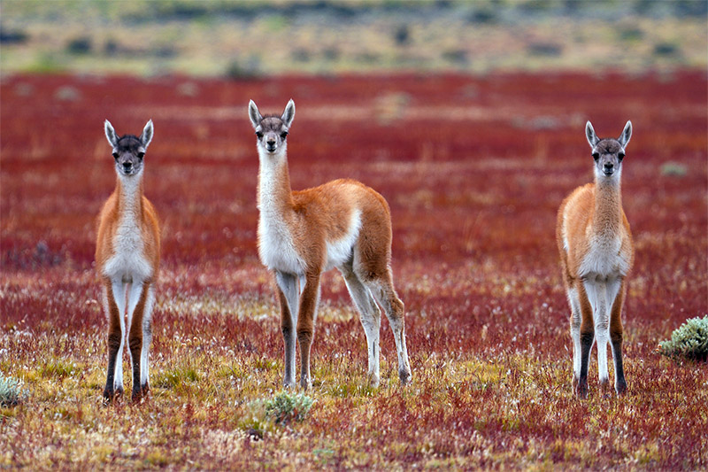 Three Hearts of the Scarlet Steppe, curious Guanaco youth