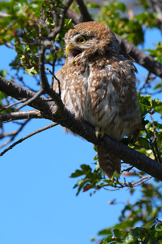 Austral Pygmy-Owl calling its young