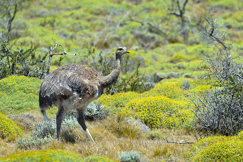 Lesser Rhea foreging for food