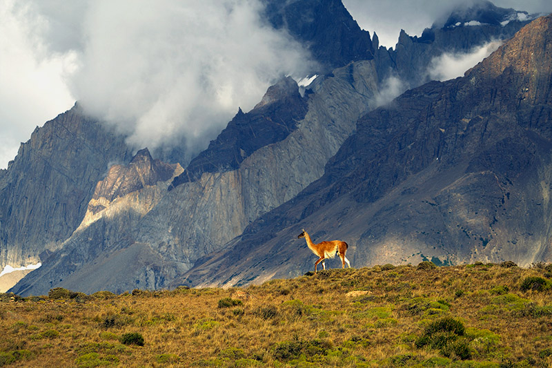 Guanaco Sentinel watching for Pumas