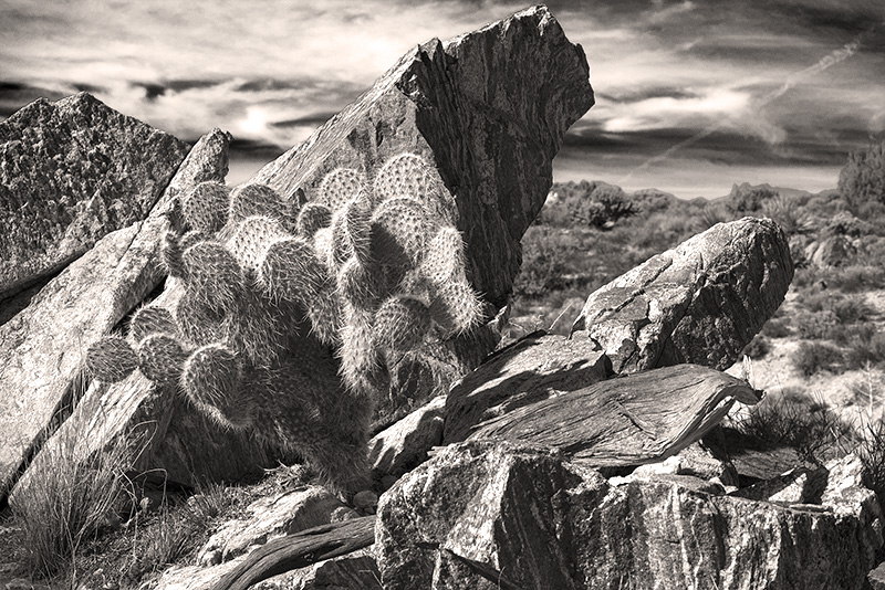 Timeprints Nature Photography